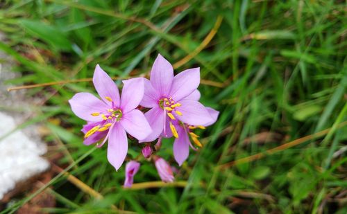 Close-up of flowers blooming outdoors