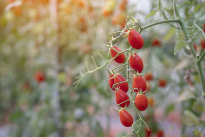 Close-up of red berries growing on tree