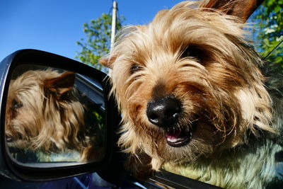 Close-up of dog