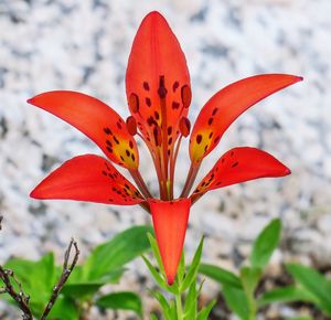 Close-up of red flower