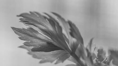 Close-up of flowering plant