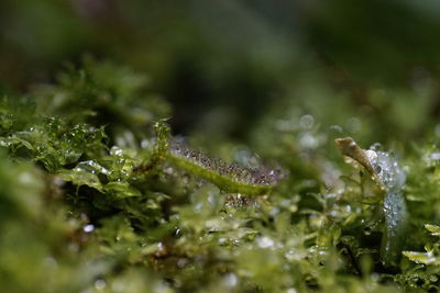 Close-up of water drops on plant