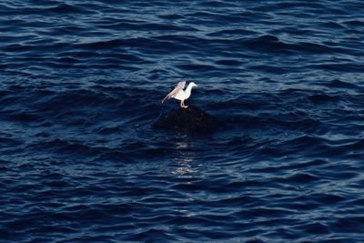 High angle view of seagull flying over sea