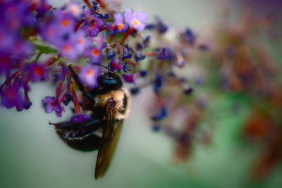 Close-up of bee pollinating on flower