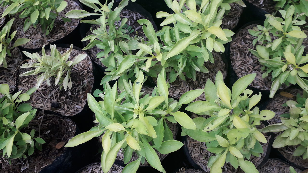 HIGH ANGLE VIEW OF PLANTS GROWING ON LAND