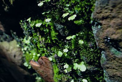 Close-up of moss growing on tree trunk