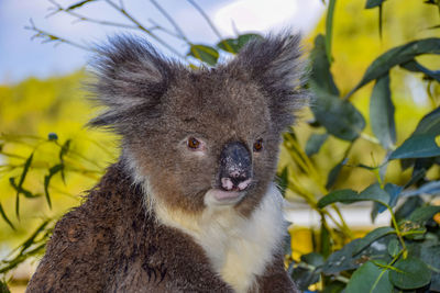 Close-up portrait of a rabbit