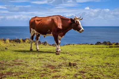 Cow standing in a field