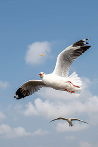 Seagull flying on beautiful blue sky and cloud catching food in the air.