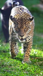 Close-up of a cat on field