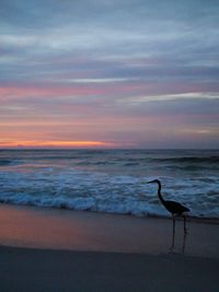 Bird perching on beach against sky during sunset