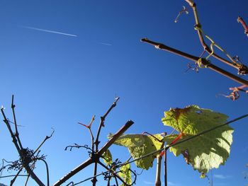 Low angle view of plant against clear blue sky