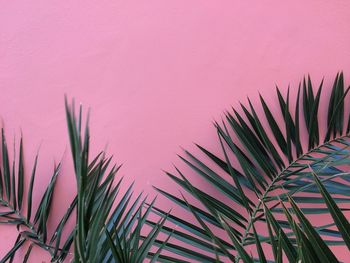Low angle view of palm tree against sky