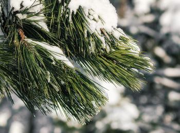 Close-up of pine tree