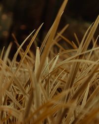 Close-up of stalks in field