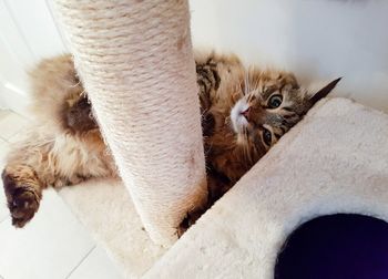 High angle view of cat lying down