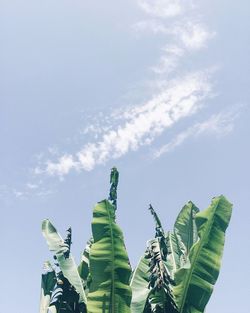 Low angle view of plants against sky