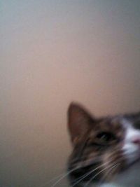 pets