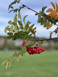 fruit