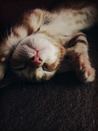 Close-up of cat sleeping