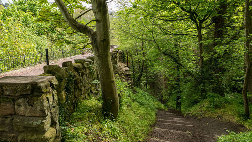 Footpath amidst trees in forest