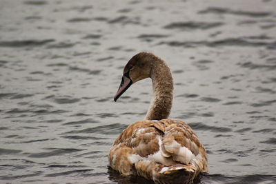 Close-up of swan in lake