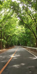 Empty road amidst trees