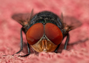 Close-up of fly