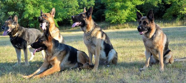 View of dogs in the park