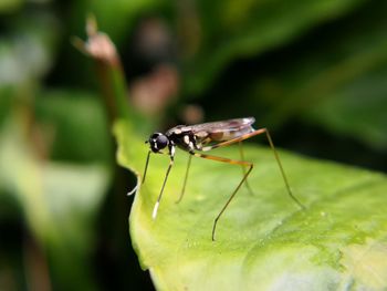 Close-up of insect on plant
