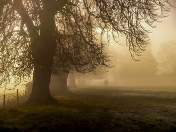 Trees on field against sky during foggy weather