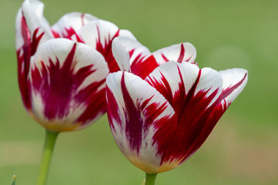 Close up of red and white tulips in bloom
