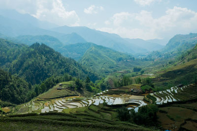 Scenic view of rice field against sky