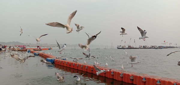 Seagulls flying over beach against sky