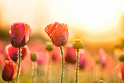 Close-up of red tulip flowers on field