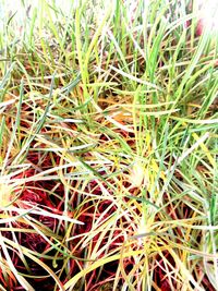 Full frame shot of grass