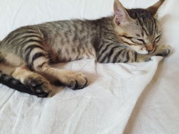 High angle view of cat sleeping on bed