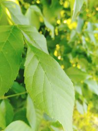 Close-up of green leaves