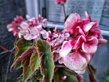 Close-up of pink flowering plant