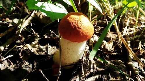 mushroom