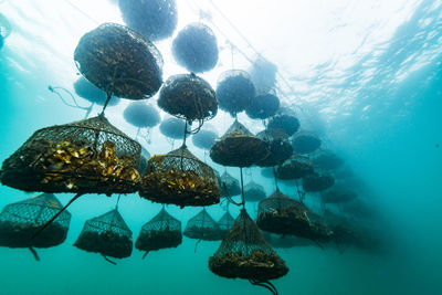 View of jellyfish swimming in sea