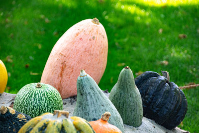 Close-up of fruits growing on field