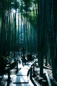 Trees in forest