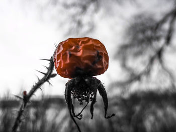 Close up of red flower