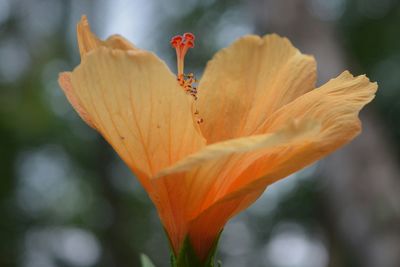 Close-up of orange hibiscus