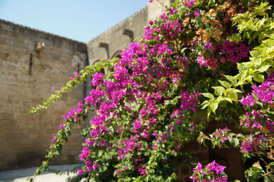 Close-up of pink flowering plant against building