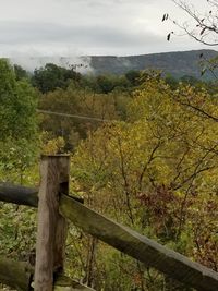 Scenic view of trees on landscape against sky