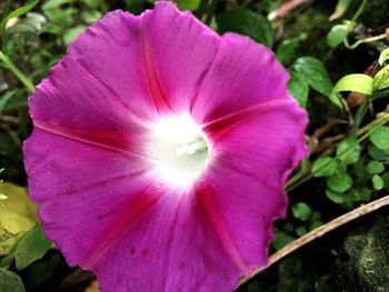 Close-up of pink flowers