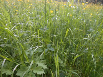 plant