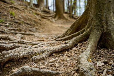 Close-up of tree trunk